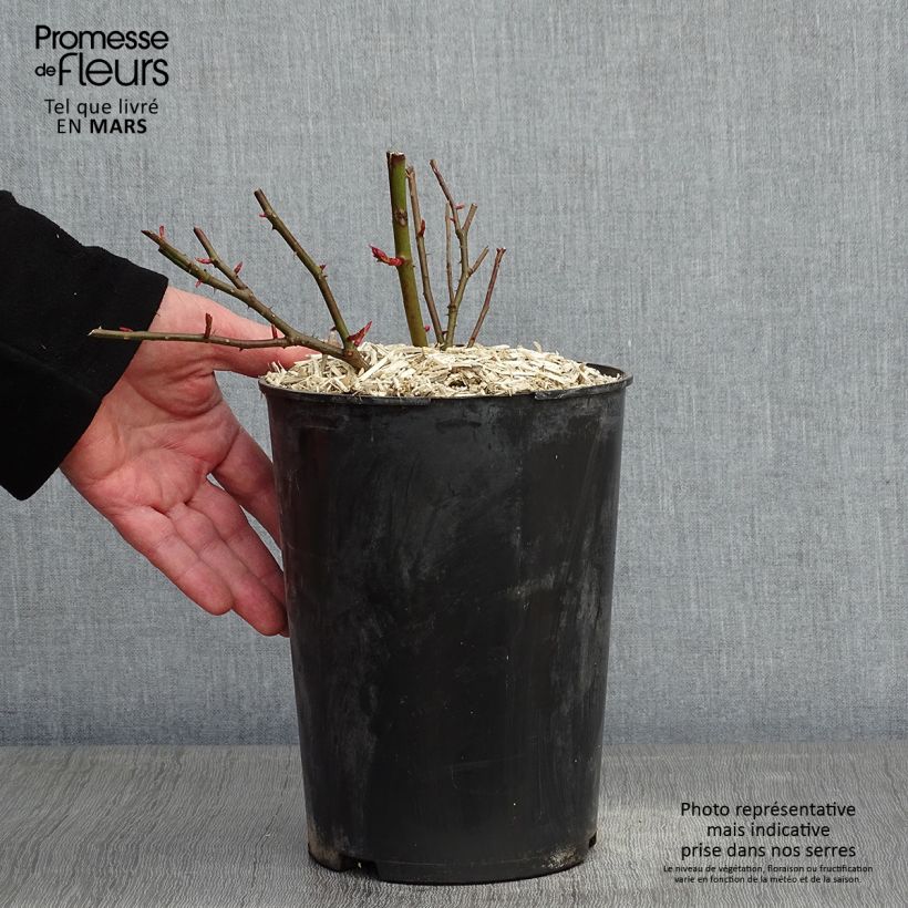 Rosa rampicante Felicité et Perpétue Vaso da 4L/5L esemplare consegnato in inverno