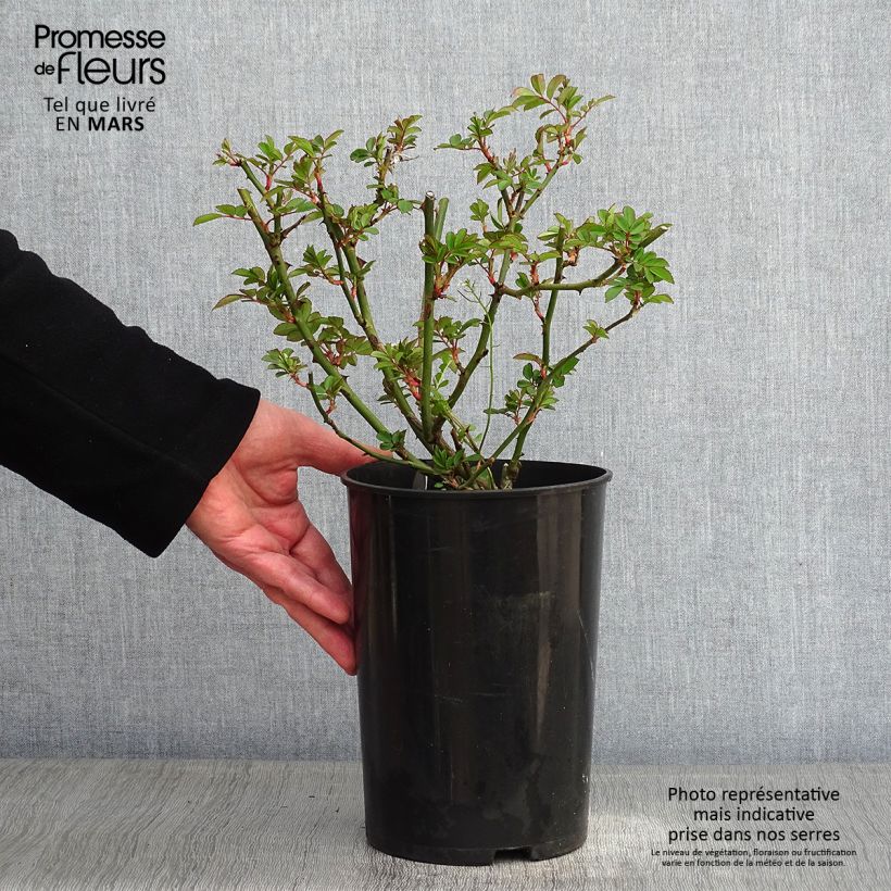 Rosa moscata rampicante Francis E Lester Vaso da 4L/5L esemplare consegnato in inverno