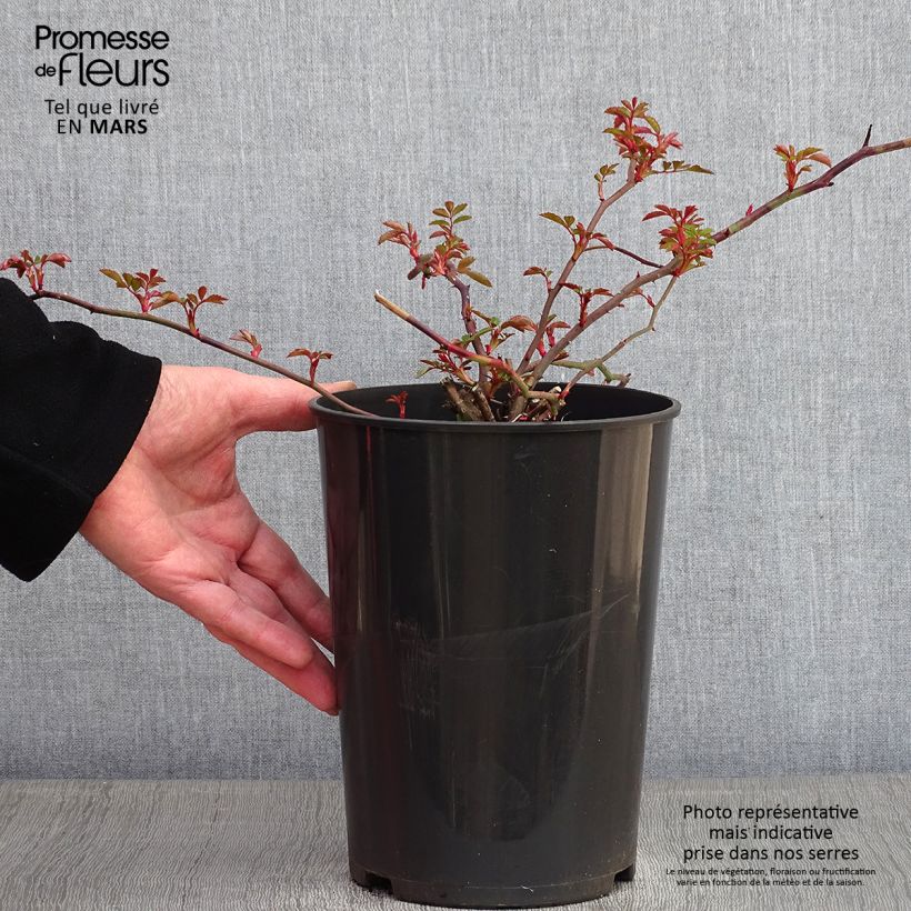 Rosa wichuraiana François Juranville - Rosa rampicante Vaso da 4L/5L esemplare consegnato in inverno