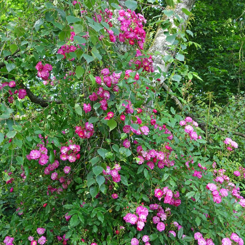 Rosa multiflora Maria Lisa (Porto)