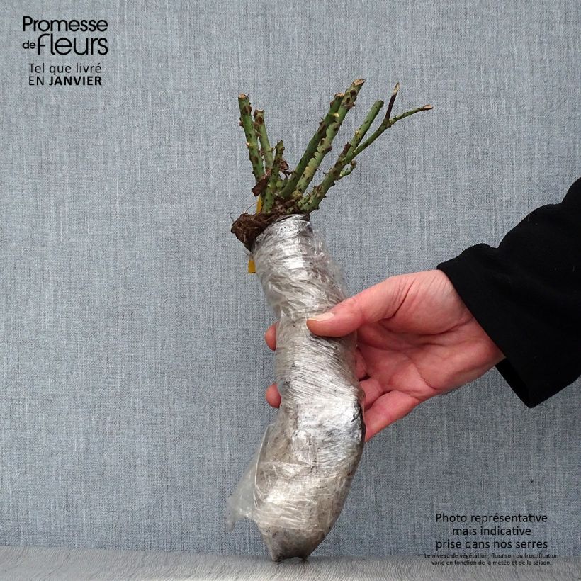 Rosa multiflora Maria Lisa Zolla a radice nuda esemplare consegnato in inverno