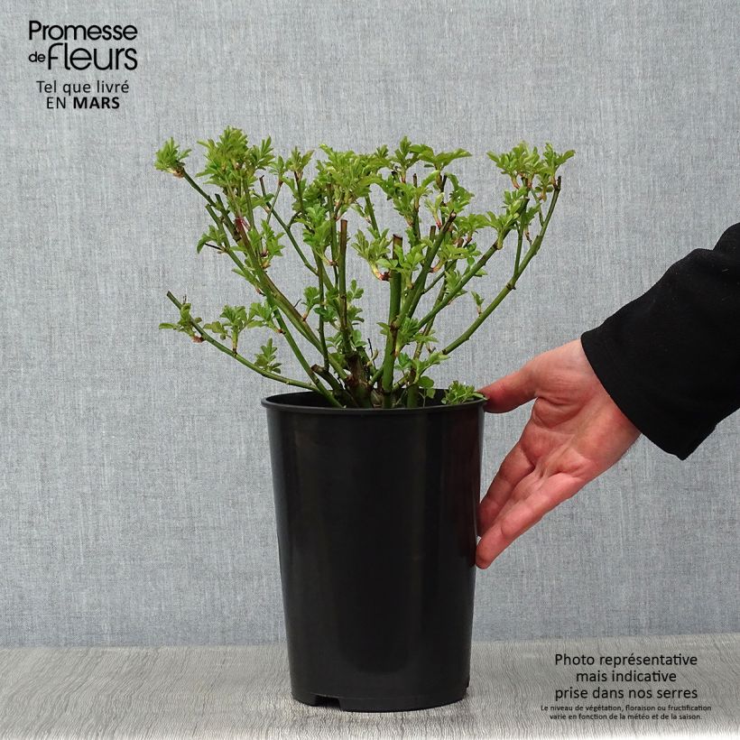 Rosa multiflora Maria Lisa Vaso da 4L/5L esemplare consegnato in inverno