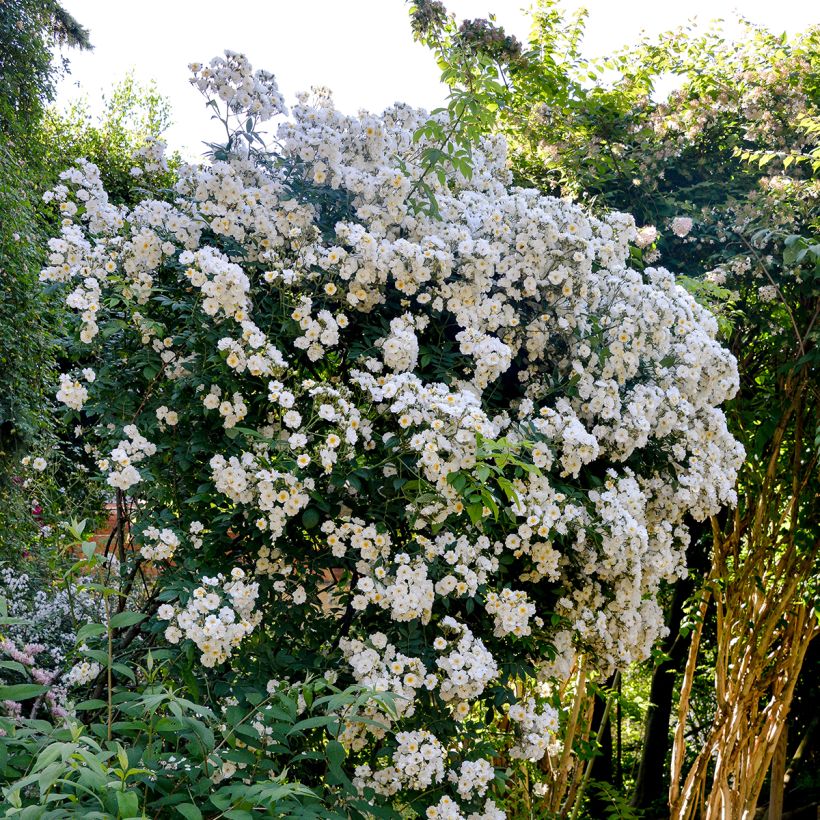 Rosa multiflora Rambling Rector (Porto)