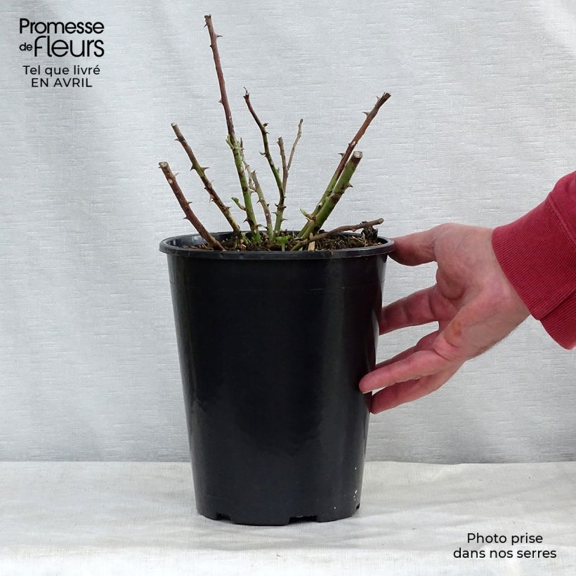 Rosa multiflora Rambling Rector Vaso da 4L/5L esemplare consegnato in primavera