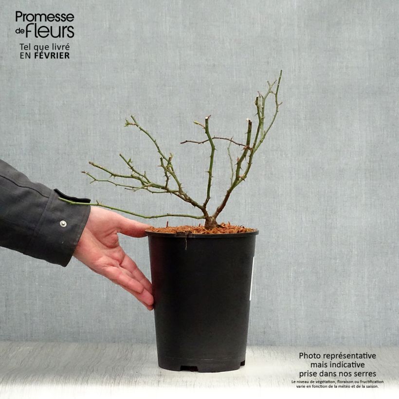 Rosa wichuraiana Sander's White Rambler - Rosa rampicante Vaso da 4L/5L esemplare consegnato in inverno