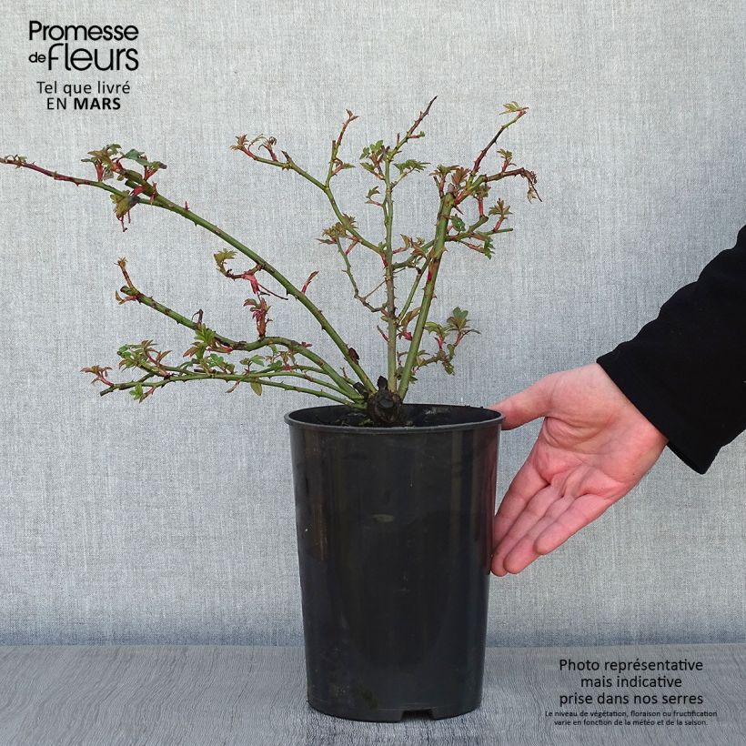 Rosa rampicante Wedding Day Vaso da 4L/5L esemplare consegnato in inverno