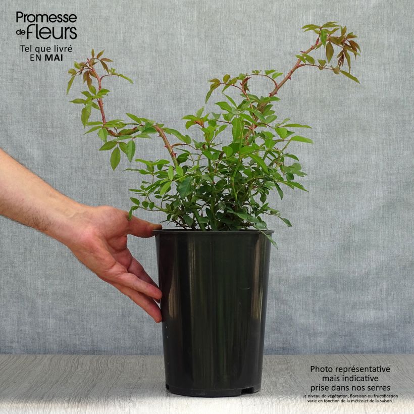 Rosa rampicante Wedding Day Vaso da 4L/5L esemplare consegnato in primavera