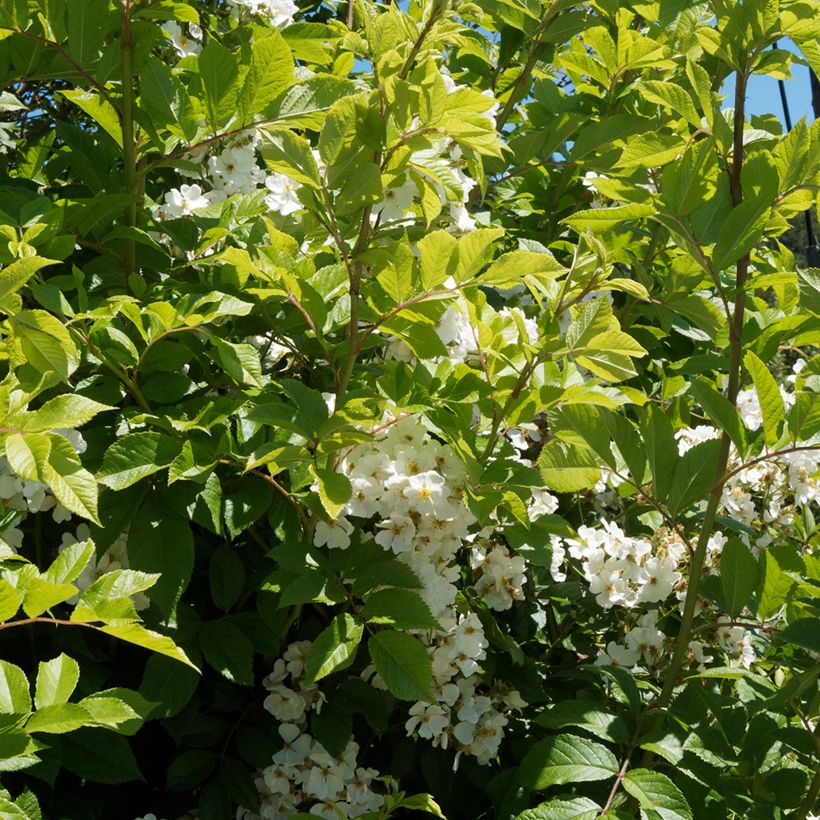 Rosa rampicante Kiftsgate (Fogliame)