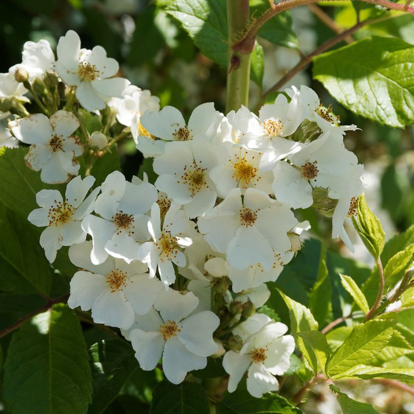 Rosa rampicante Kiftsgate (Fioritura)