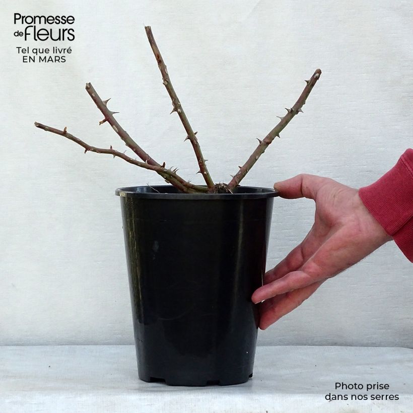 Rosa rampicante Kiftsgate Vaso da 4L/5L esemplare consegnato in inverno