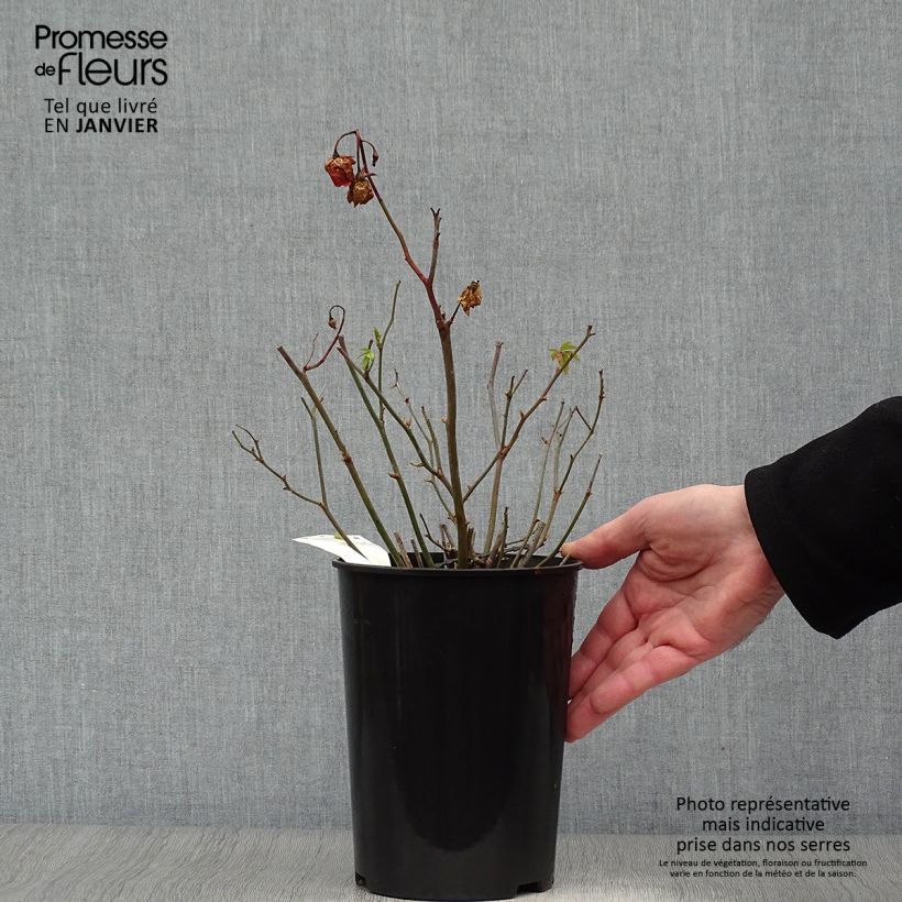 Rosa tappezzante Orange Morsdag Vaso da 3L/4L esemplare consegnato in inverno