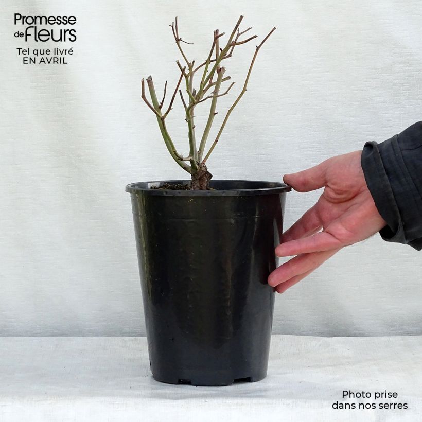 Rosa tappezzante Rood Moorsdag Vaso da 3L/4L esemplare consegnato in primavera