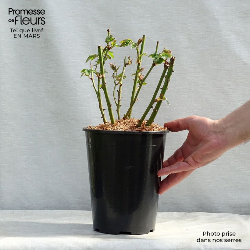 Rosa tappezzante Lemon Fizz Kolorscape Vaso da 3L/4L esemplare consegnato in inverno