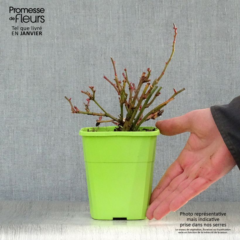 Rosa tappezzante Lilliputs Anne Roumanoff Vaso da 1,5L/2L esemplare consegnato in inverno