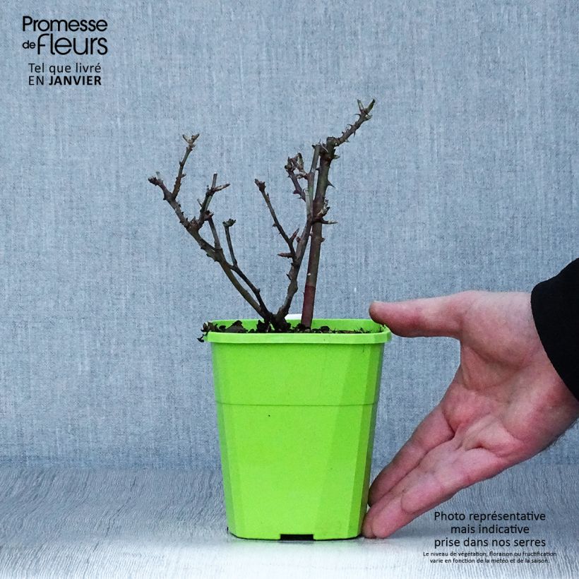 Rosa tappezzante Lilliputs Little Sunset Vaso da 1,5L/2L esemplare consegnato in inverno