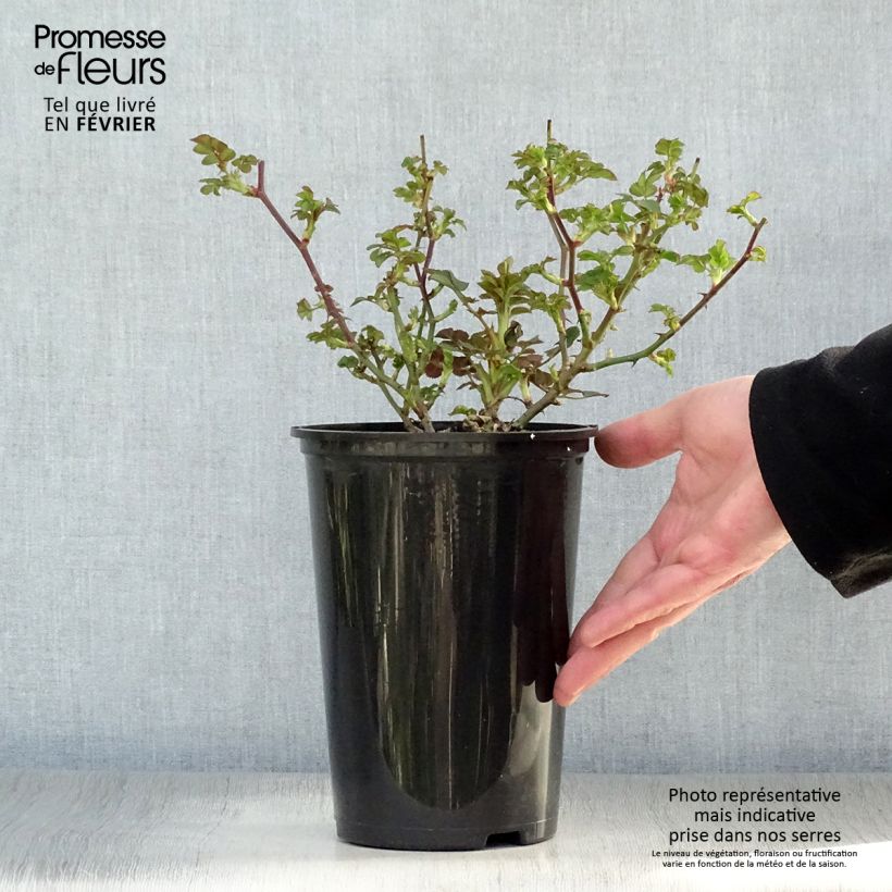 Rosa tappezzante Lilliputs Little Sunset Vaso da 3L/4L esemplare consegnato in inverno