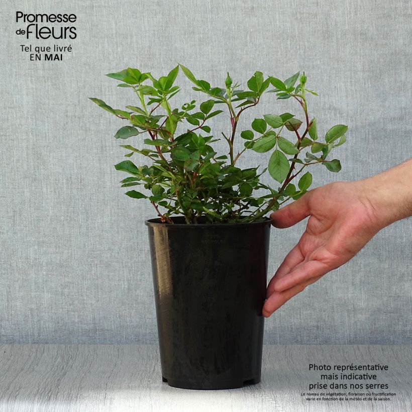 Rosa tappezzante Lilliputs Little Sunset Vaso da 3L/4L esemplare consegnato in primavera