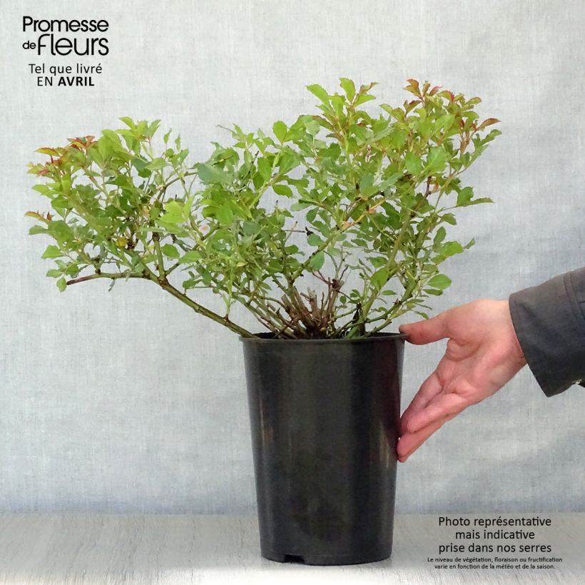 Rosa tappezzante Queen Babylon Eyes Vaso da 4L/5L esemplare consegnato in primavera