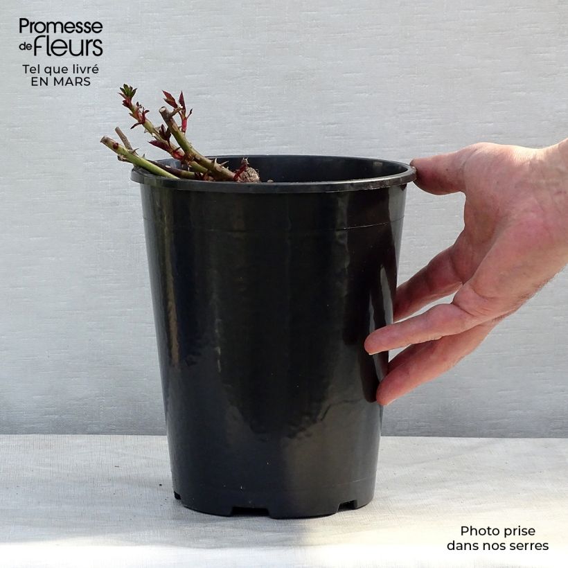 Rosa tappezzante Sunshine Babylon Eyes Vaso da 4L/5L esemplare consegnato in inverno