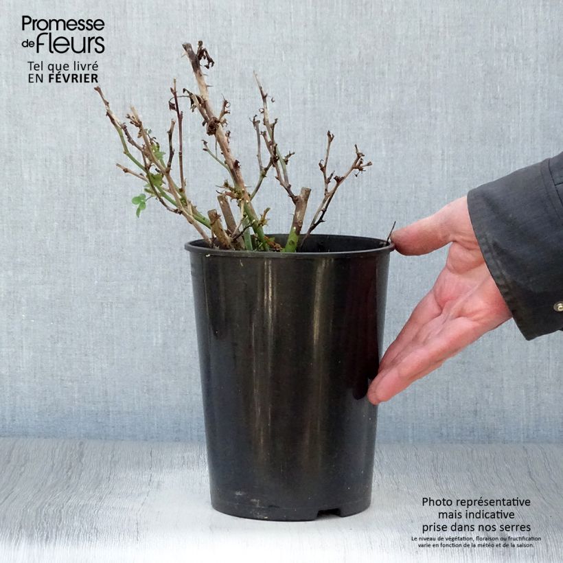 Rosa tappezzante Rosier nain Sweet Dream Vaso da 3L/4L esemplare consegnato in inverno