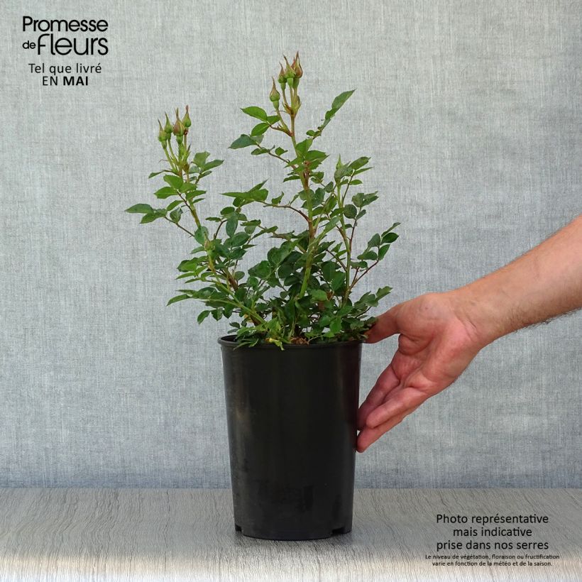 Rosa tappezzante Rosier nain Sweet Dream Vaso da 3L/4L esemplare consegnato in primavera