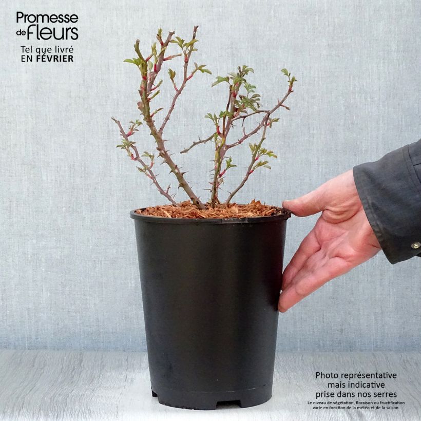 Rosa tappezzante Trendy Babylon Eyes Vaso da 4L/5L esemplare consegnato in inverno