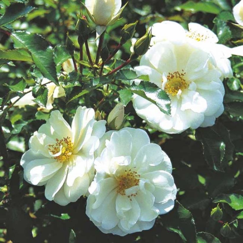 Rosa tappezzante White Flower Carpet (NOAschnee) (Fioritura)