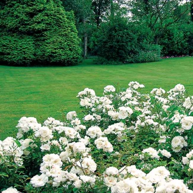 Rosa tappezzante White Flower Carpet (NOAschnee) (Porto)