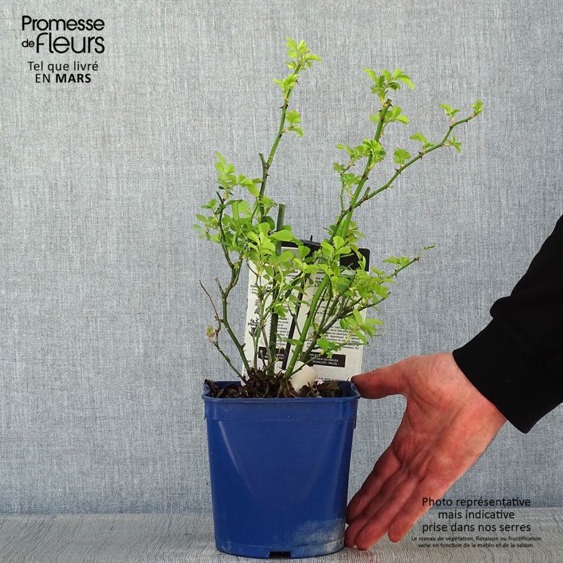 Rosa Rosanatura Rosea - Rosa paesaggisticha Vaso da 2L/3L esemplare consegnato in inverno