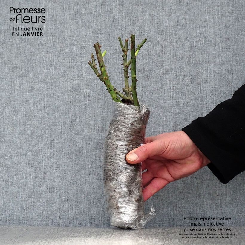 Rosa polyantha Les Quatre Saisons Zolla a radice nuda esemplare consegnato in inverno