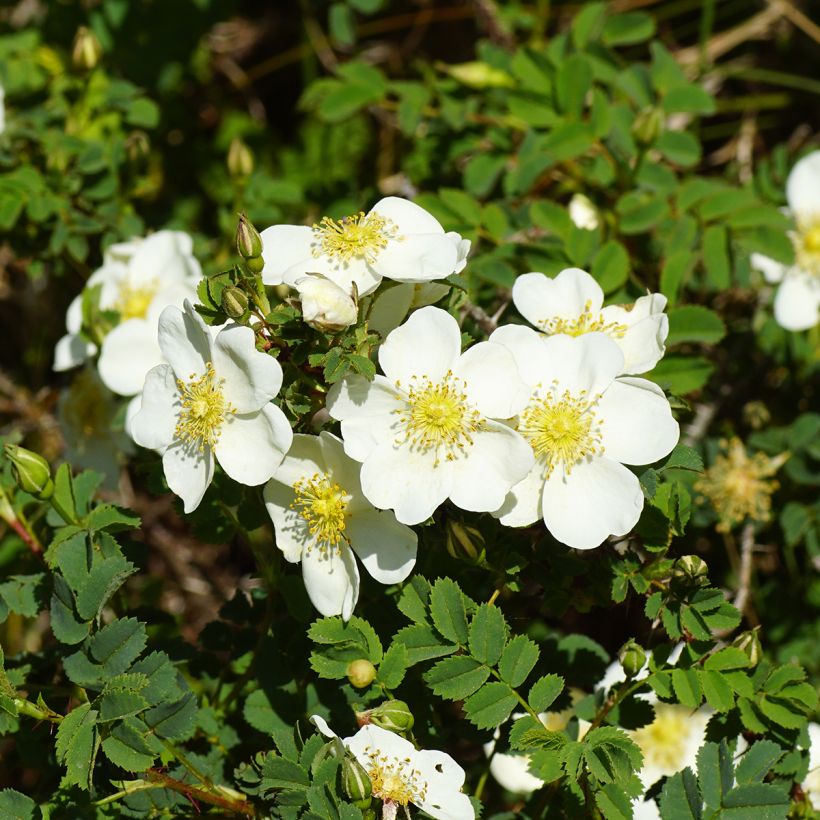 Rosa pimpinellifolia - Rosa botanico (Fioritura)