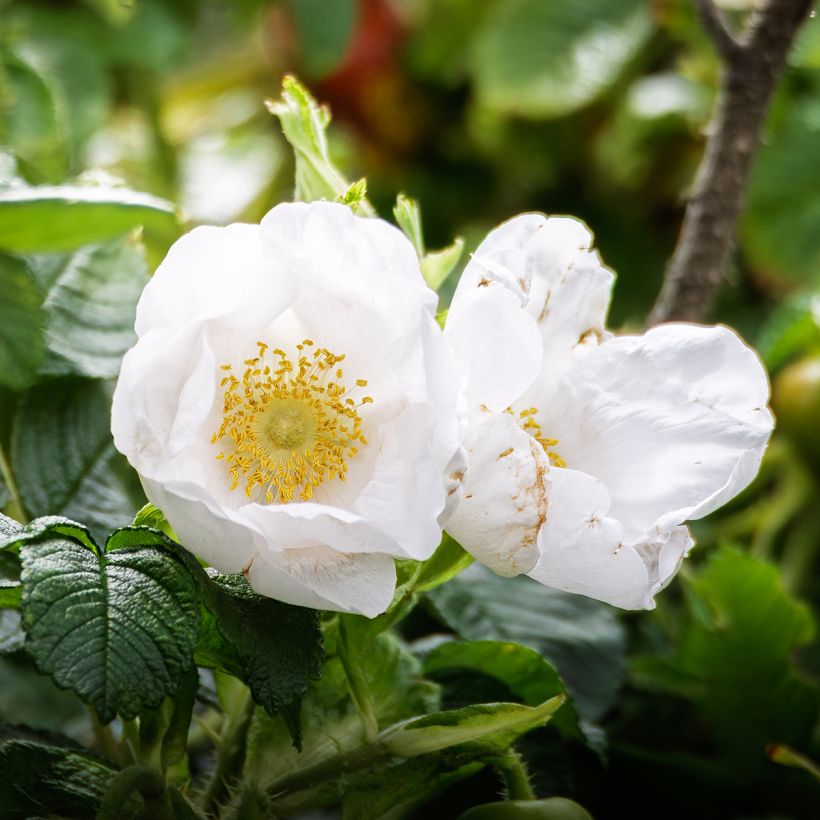 Rosa rugosa Alba (Fioritura)