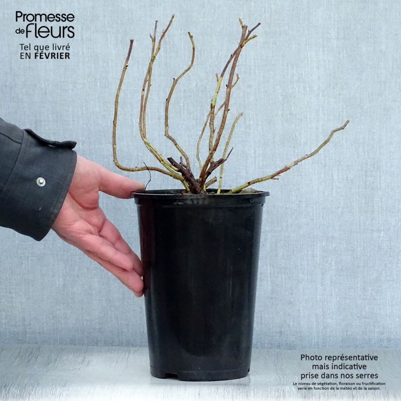 Rosa rugosa Alba Vaso da 3L/4L esemplare consegnato in inverno