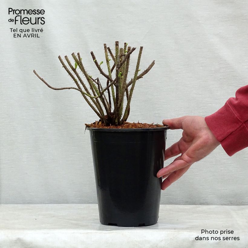 Rosa rugosa Alba Vaso da 3L/4L esemplare consegnato in primavera