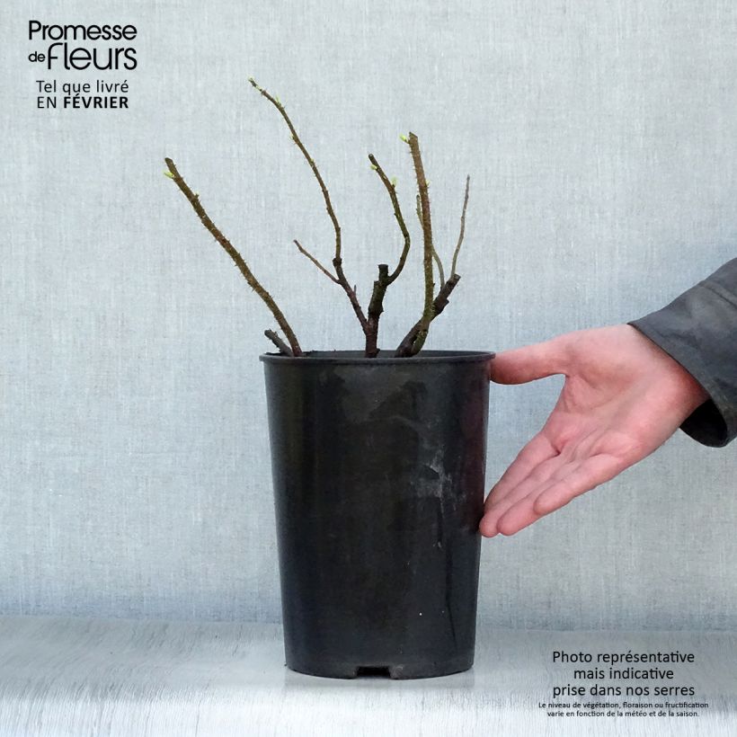 Rosa rugosa Blanc Double de Coubert Vaso da 4L/5L esemplare consegnato in inverno