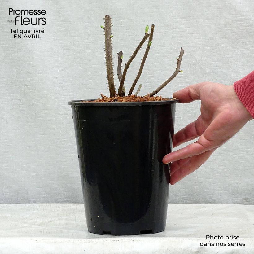 Rosa rugosa Blanc Double de Coubert Vaso da 4L/5L esemplare consegnato in primavera