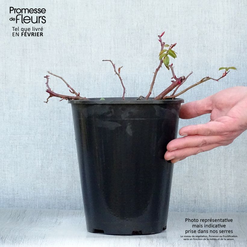 Rosa rugosa Frau Dagmar Hastrup Vaso da 2L/3L esemplare consegnato in inverno