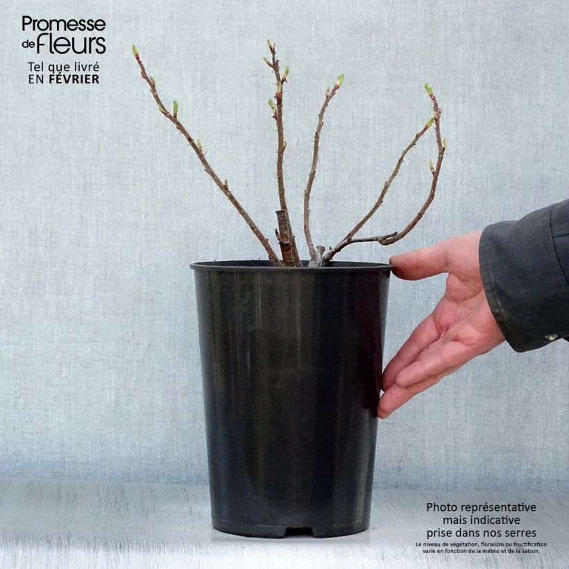 Rosa rugosa Hansa Vaso da 4L/5L esemplare consegnato in inverno