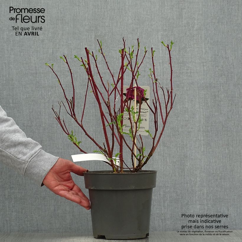 Rosa rugosa Jam-a-licious Vaso da 4L/5L esemplare consegnato in primavera