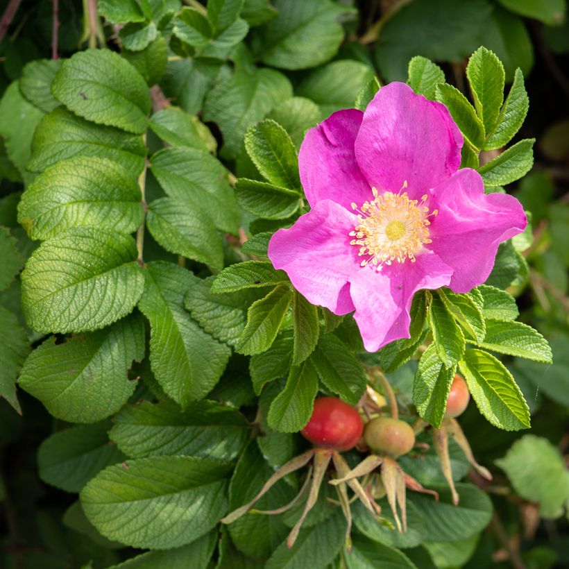 Rosa rugosa Jam-a-licious (Fioritura)
