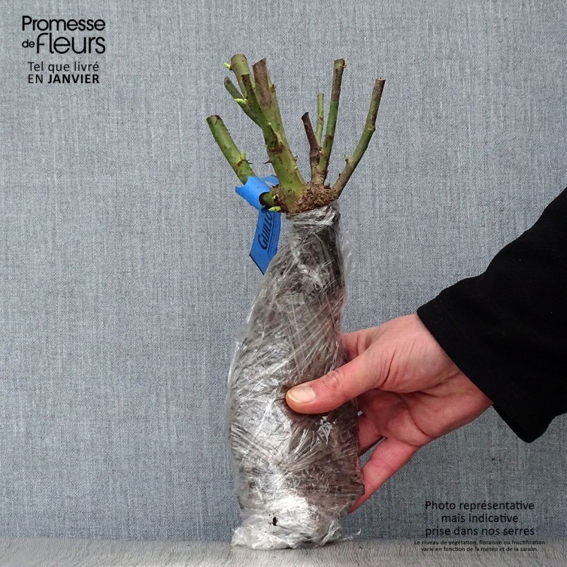 Rosa rugosa Roseraie de l'Haÿ Piante piccole a radice nuda esemplare consegnato in inverno