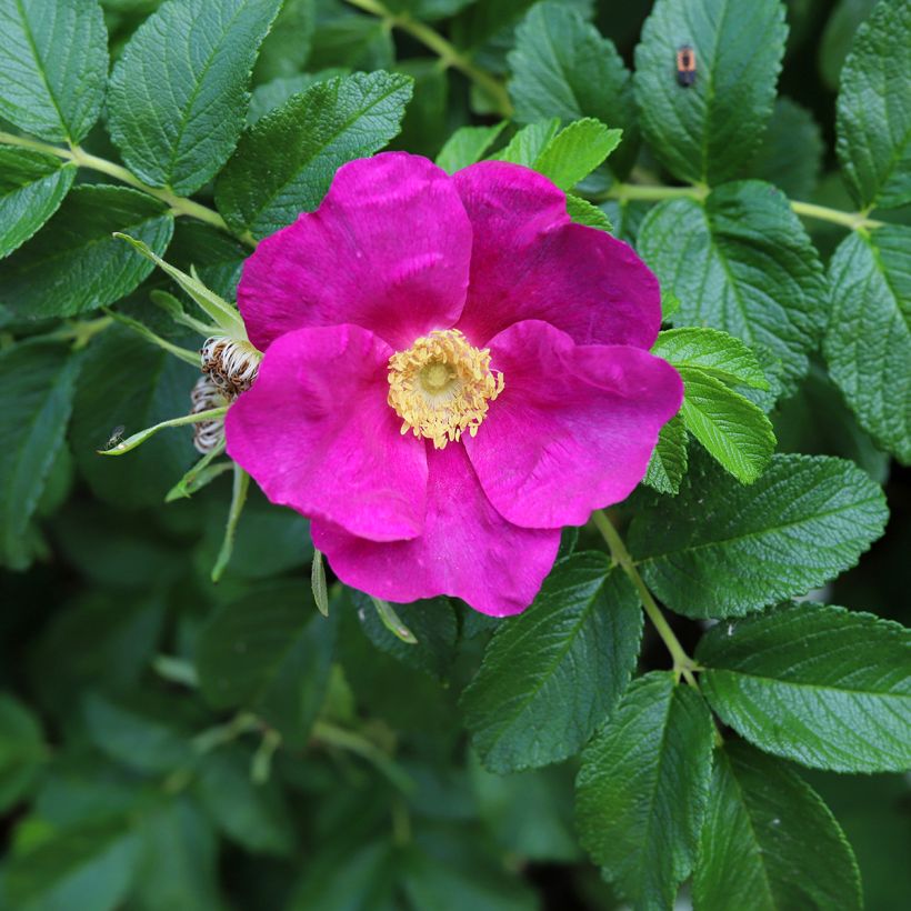 Rosa rugosa (Fioritura)