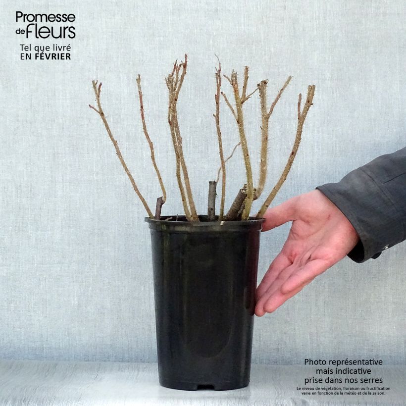 Rosa rugosa Vaso da 2L/3L esemplare consegnato in inverno