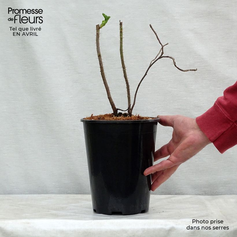 Rosa rugosa Vaso da 2L/3L esemplare consegnato in primavera
