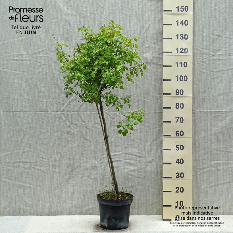 Rosa ad alberello Mareva Vaso da 7,5L/10L, Vaso impalcato esemplare consegnato in primavera