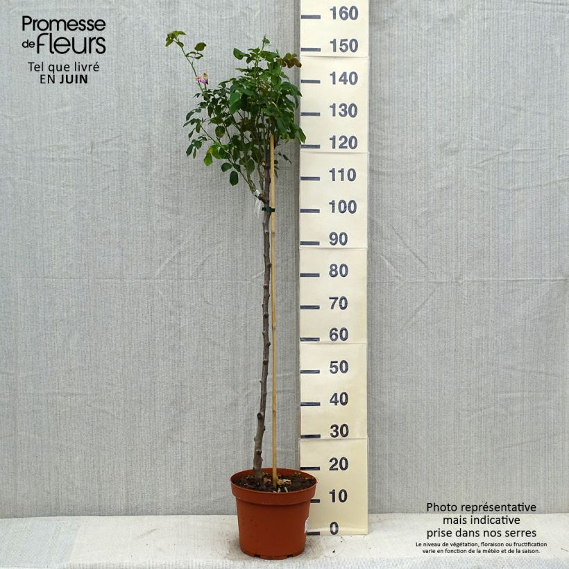 Esemplare di Rosa ad alberello David Austin Gertrude Jekyll Vaso da 7,5L/10L, Vaso impalcato consegnato in estate