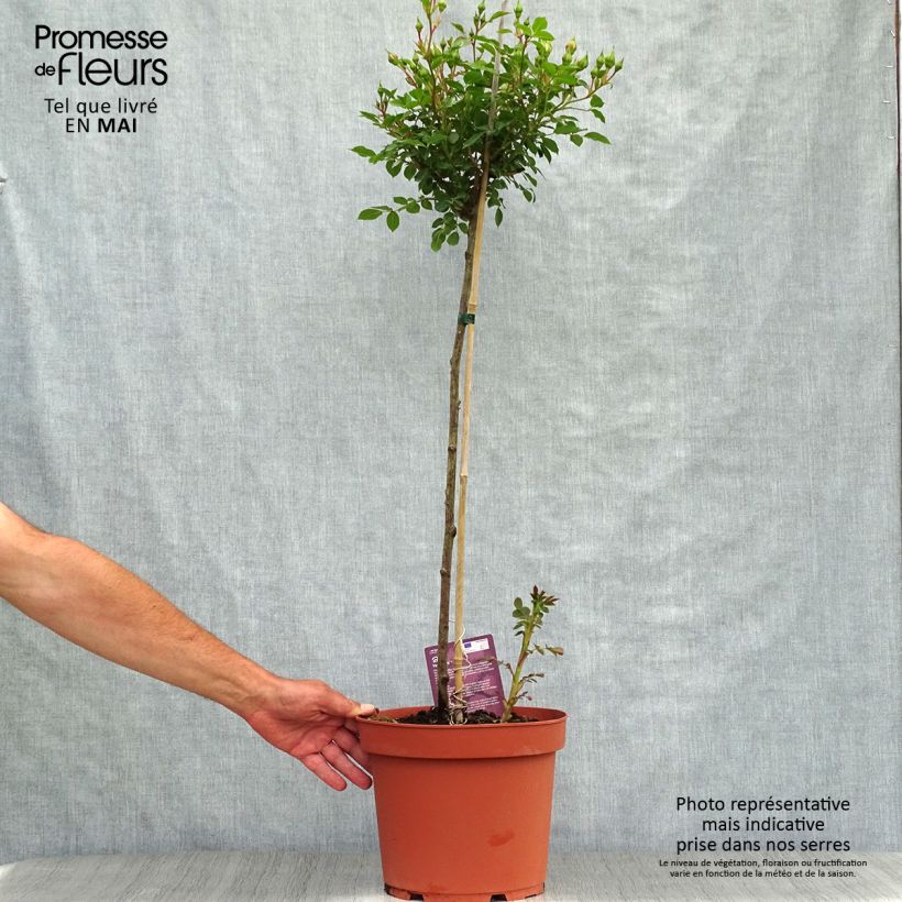 Rosa ad alberello Honeymilk Vaso da 7,5L/10L, Vaso impalcato esemplare consegnato in primavera