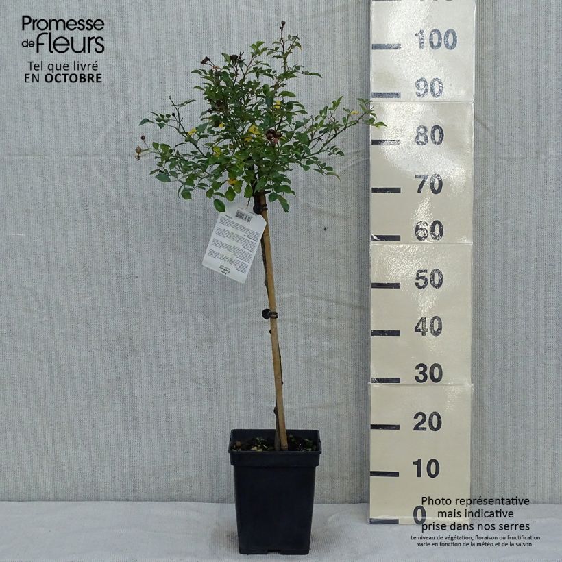 Esemplare di Rosa ad alberello The Fairy Vaso da 4L/5L, Vaso impalcato come consegnato in autunno