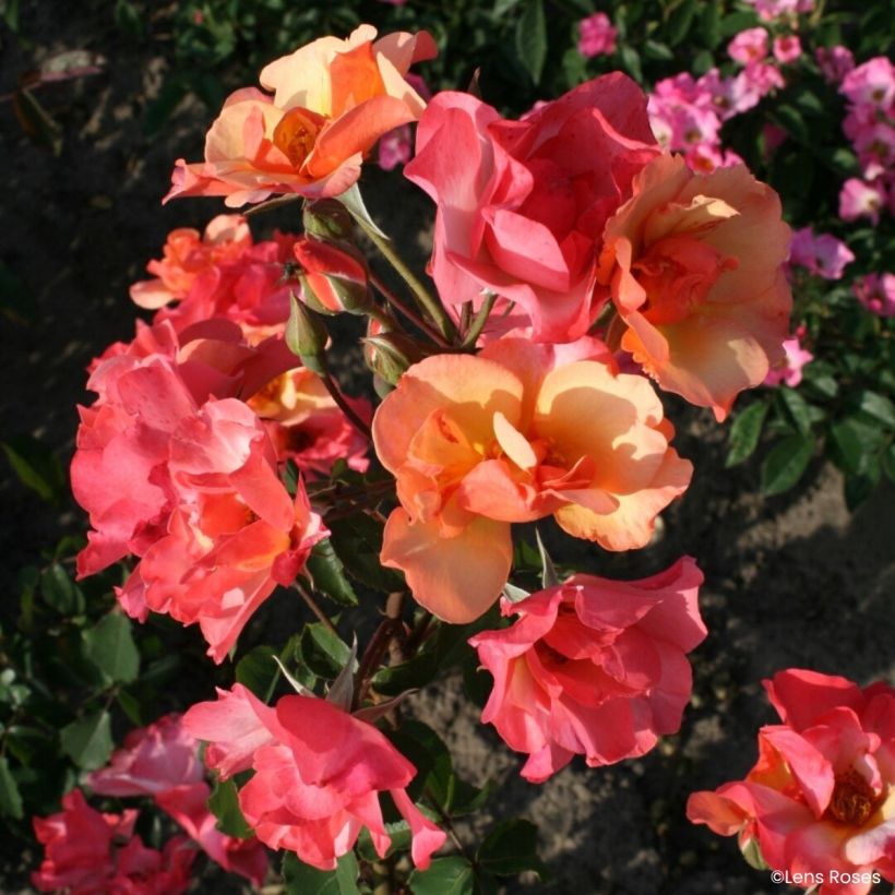 Rosa moscata Esch-sur-Sûre (Fioritura)