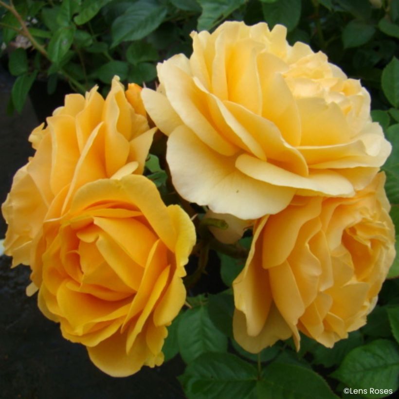 Rosa floribunda Absolutely Fabulous - Rosa a fiori raggruppati (Fioritura)